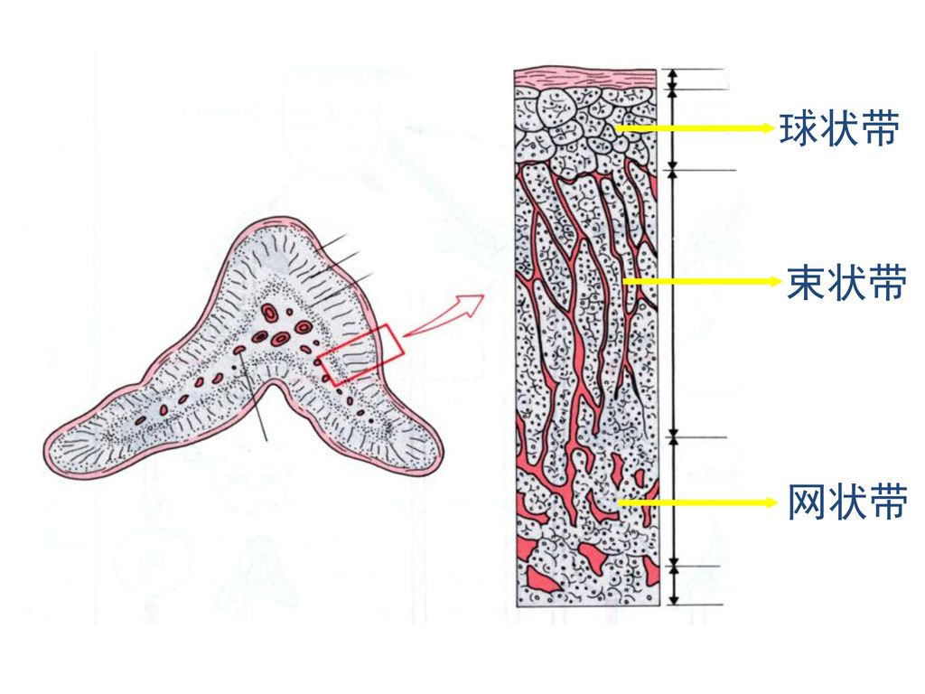 内分泌腺是人体内一些无输出导管的腺体它的分泌物称激素